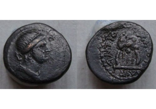NERO - Apollo Chelys Antioch (D2062)