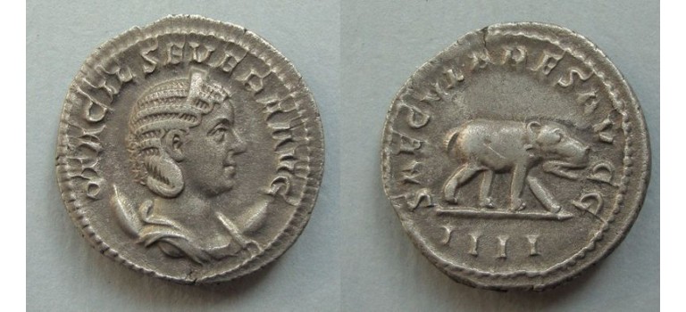 Otacilia Severa NIJLPAARD! (AP2038) Otacilia Severa NIJLPAARD! (AP2038)