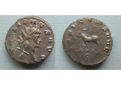 Gallienus -  GEIT ZOO-serie bijna Prachtig! (ME2045)