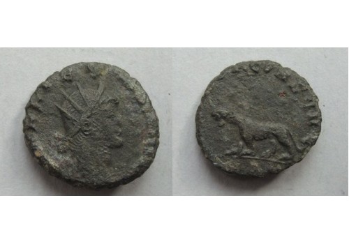 Gallienus-  Tijgerin 'Zoo-serie' (AP2119)