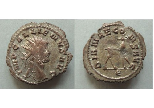 Gallienus - Hinde 'Zoo-serie' (ME2111) Gallienus - Hinde 'Zoo-serie' (ME2111)