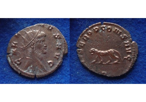 Gallienus- Tijgerin 'Zoo-serie' (AP1901) Gallienus- Tijgerin 'Zoo-serie' (AP1901)