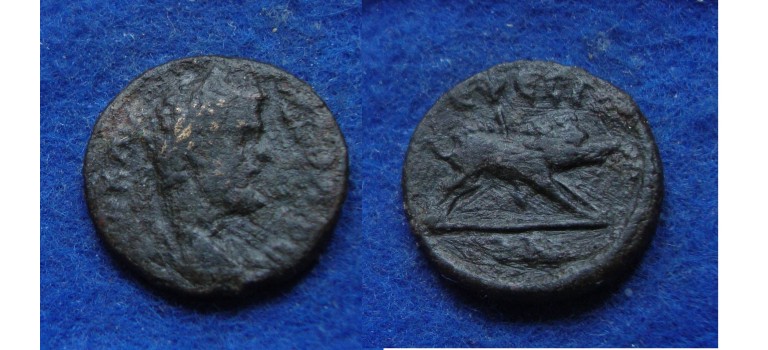 Septimius severus - BOAR Ephesos extremely rare (MA1829)