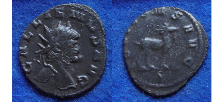 Gallienus - GOAT! (F1812)