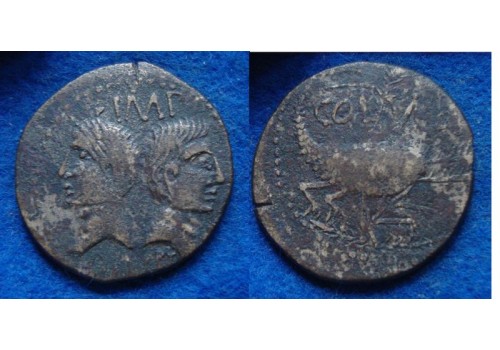 Augustus en Agrippa AS - Krokodil Dupondius schaars bodemvondst uit Nijmegen (S1930)