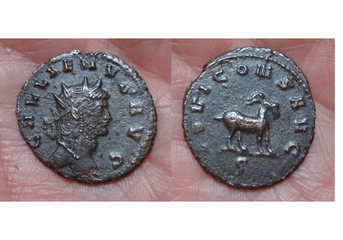 Gallienus -  GEIT ZOO-serie (JU1639)