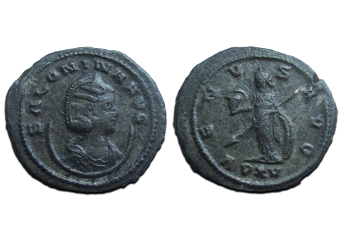 Salonina - VENUS (F2592)