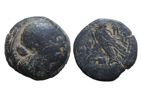 Cleopatra - Adelaar zeldzaam! (N2535)