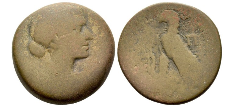 Cleopatra - Adelaar zeldzaam! (S2524) Cleopatra - Adelaar zeldzaam! (S2524)