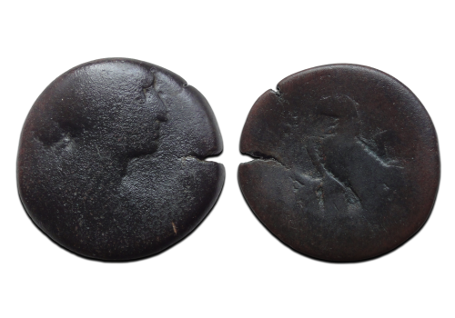 Cleopatra - Adelaar zeldzaam! (F2515) Cleopatra - Adelaar zeldzaam! (F2515)