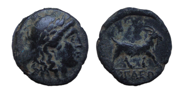 Apollo Goats GREEK COINS - Apollo and goat (JUN2369) - Apollo goat | RomanCoinShop.com
